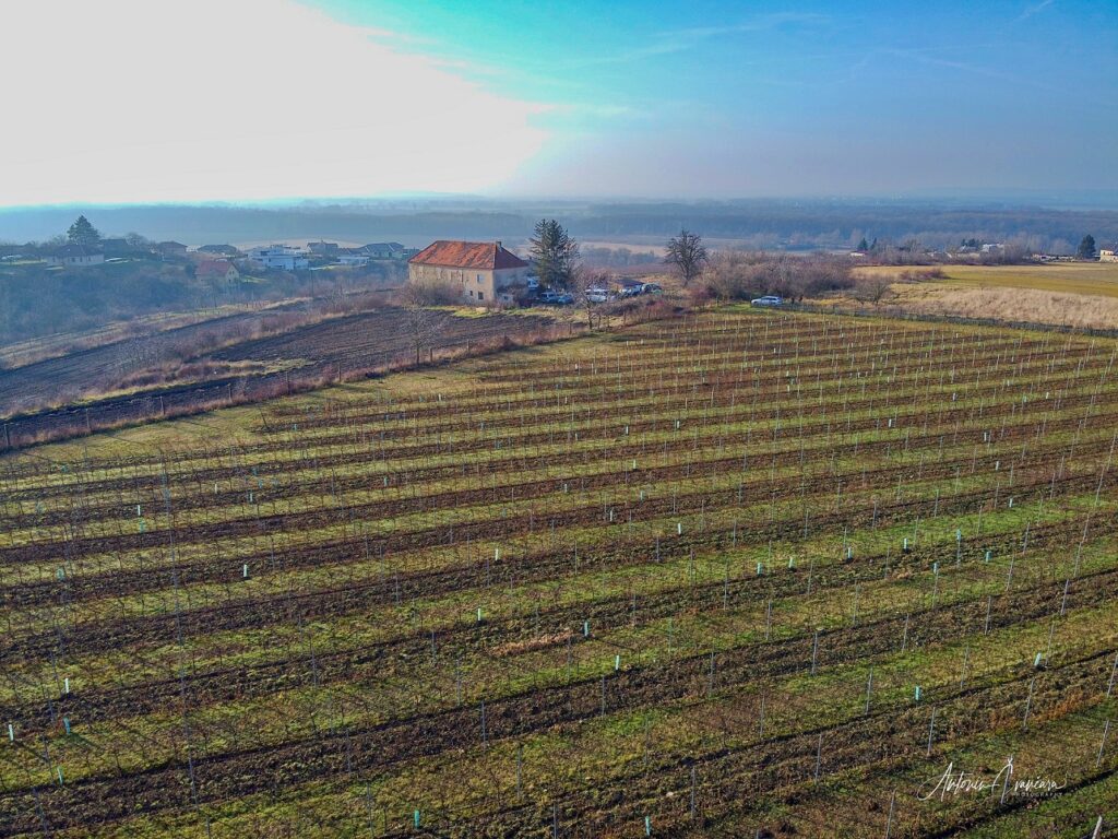 Mělník láká na tradiční i nově vzniklá vinařství