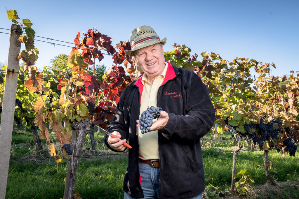 Unikátní český vynález: Hroznová moučka z vylisovaných hroznů se hodí na pečení i vaření a je plná zdraví prospěšných látek